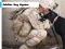 Spill Soldier Dog Jigsaw online