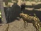 Spill African Cheetah Hunting Simulator online