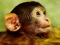 Spill Funny Baby Monkey online