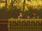 Spill The Lost Forest online