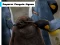 Spill Emperor Penguin Jigsaw online