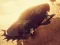 Spill Zombie Car Driver online