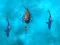 Spill Avoid the Sharks online