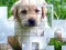 Spill PicPu Dog online