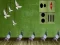 Spill Pigeon Escape 2 online