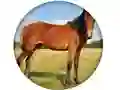 Spill Animal Quiz online