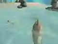 Spill Shark Simulator Beach Killer online