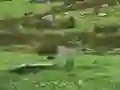 Spill Pigeons Hunting online