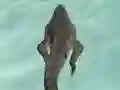 Spill Crocodile Simulator Beach Hunt online