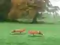 Spill Hunted Fox online