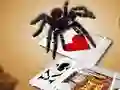 Spill Jumping Spider online