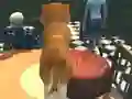 Spill Dog Simulator: Puppy Craft online