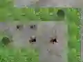 Spill Spider Tower Defence online