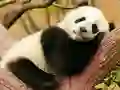 Spill Animal Differences online