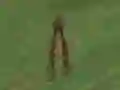 Spill Dino Hunt online