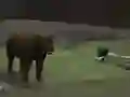 Spill Bear Den online