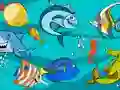 Spill Fish Differences online