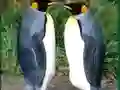 Spill Penguin Puzzle online
