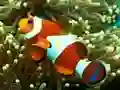 Spill Underwater Hidden Numbers online