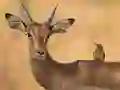 Spill Wild Deer Jigsaw online