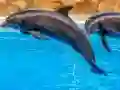 Spill Sea Dolphin Jigsaw online