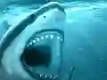 Spill Hungry Shark online