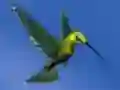 Spill Hummingbird House Escape online