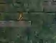 Spill Bunny Adventure online