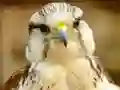 Spill Gyrfalcon Jigsaw online