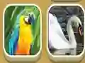 Spill Match Zoo online