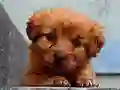 Spill Puppy Puzzle online