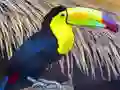 Spill Toucan Bird Jigsaw online