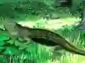 Spill Lizard Forest Escape online