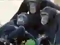 Spill Funny Chimpanzee Jungle Escape online