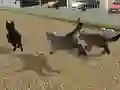Spill Run Cat Cat Race online