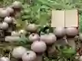 Spill Lycoperdon Mushroom Land Escape online