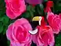 Spill Precious Rose Escape online