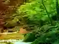 Spill Peaceful Rainbow Forest Escape online