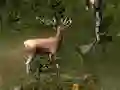 Spill Sniper Hunting Deadly Animal online