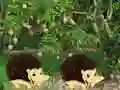 Spill Escape From Mango Farm online