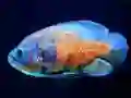 Spill Tiger Fish Jigsaw online
