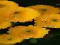 Spill Chrysanthemums Jigsaw online