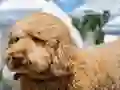 Spill Labradoodle Jigsaw online