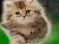 Spill Couple Kitten Escape online