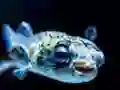 Spill Puffer Fish Jigsaw online