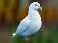 Spill Realistic Pigeon Rescue online