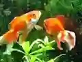 Spill Blue Fish Escape online