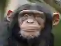 Spill Chimpanzee Jigsaw online