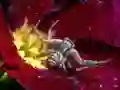 Spill Crab Spider Jigsaw online