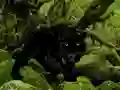 Spill Escape from Black Panther Forest online